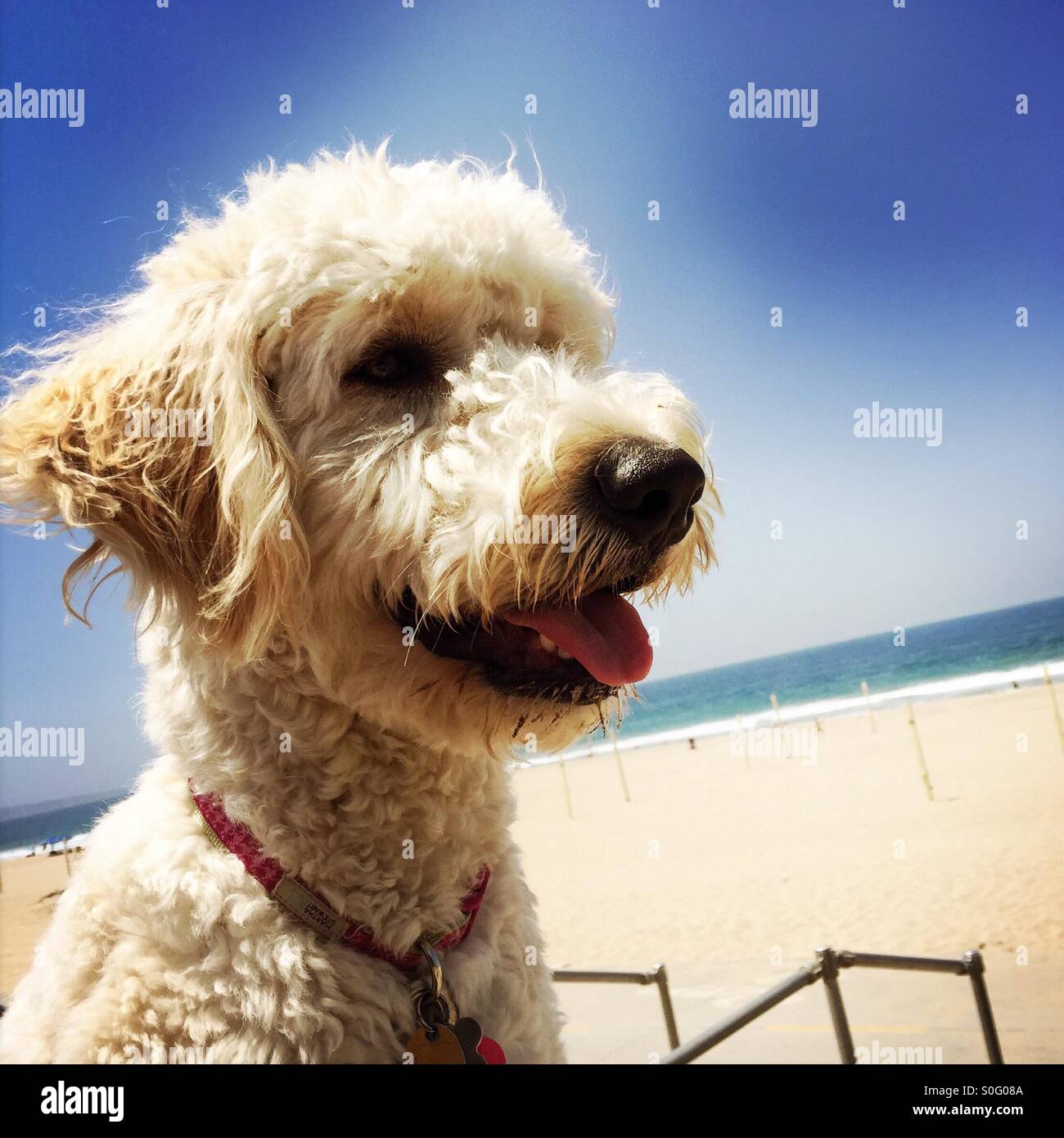 Ein Labradoodle Hund am Strand. Manhattan Beach, Kalifornien USA. Stockfoto