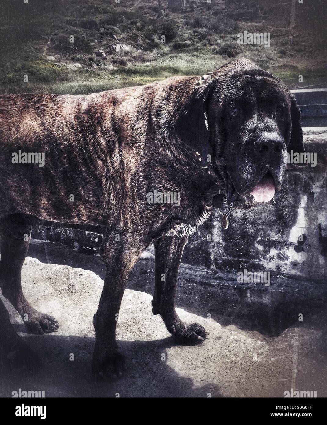 Hund mit streifen Fotos und Bildmaterial