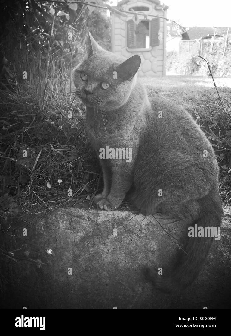 Britische Blau Katze entspannend im Garten Stockfoto