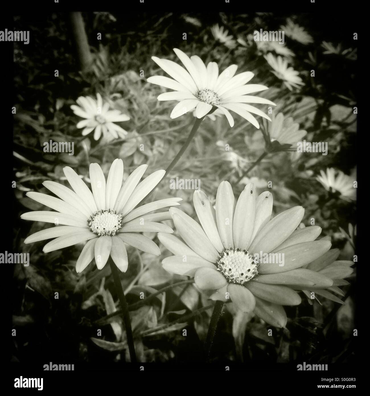 Gruppe von Osteospermum Cape Daisy Typ Blume wächst in einem Hausgarten Stockfoto