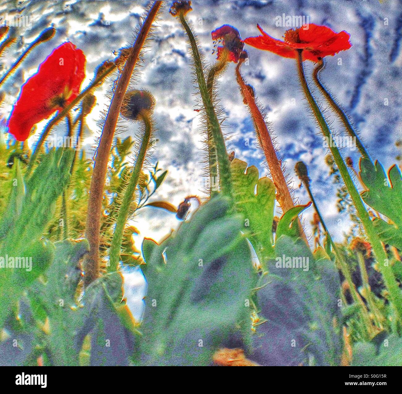 Mohnblumen - Smartphone-aufgenommenes Stockfoto