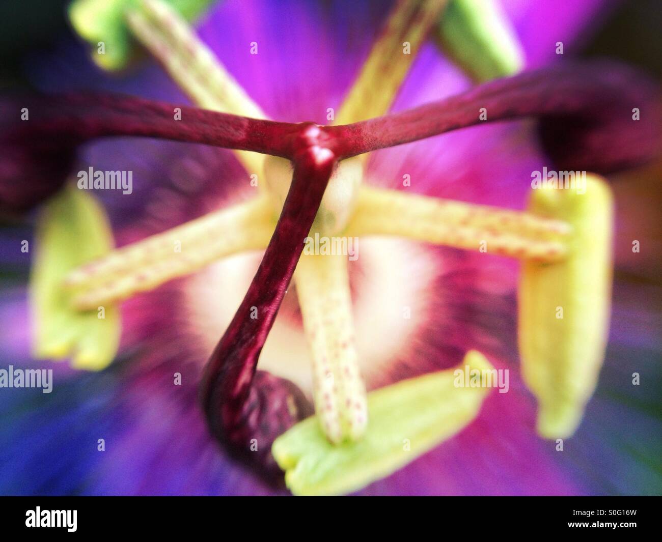 Makro-Blick auf eine Passionsblume Stockfoto