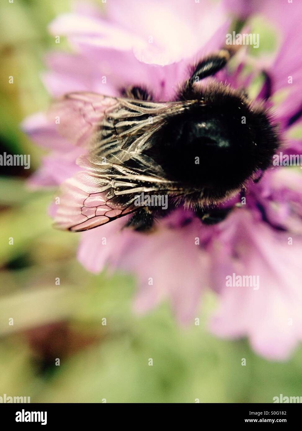 Bienen bestäuben die Kornblume - Smartphone-aufgenommenes Stockfoto