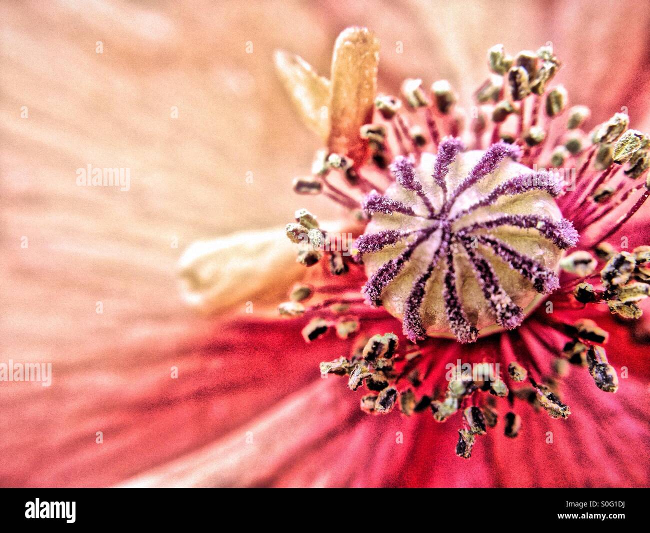 Poppy Flower - Smartphone-aufgenommenes Stockfoto