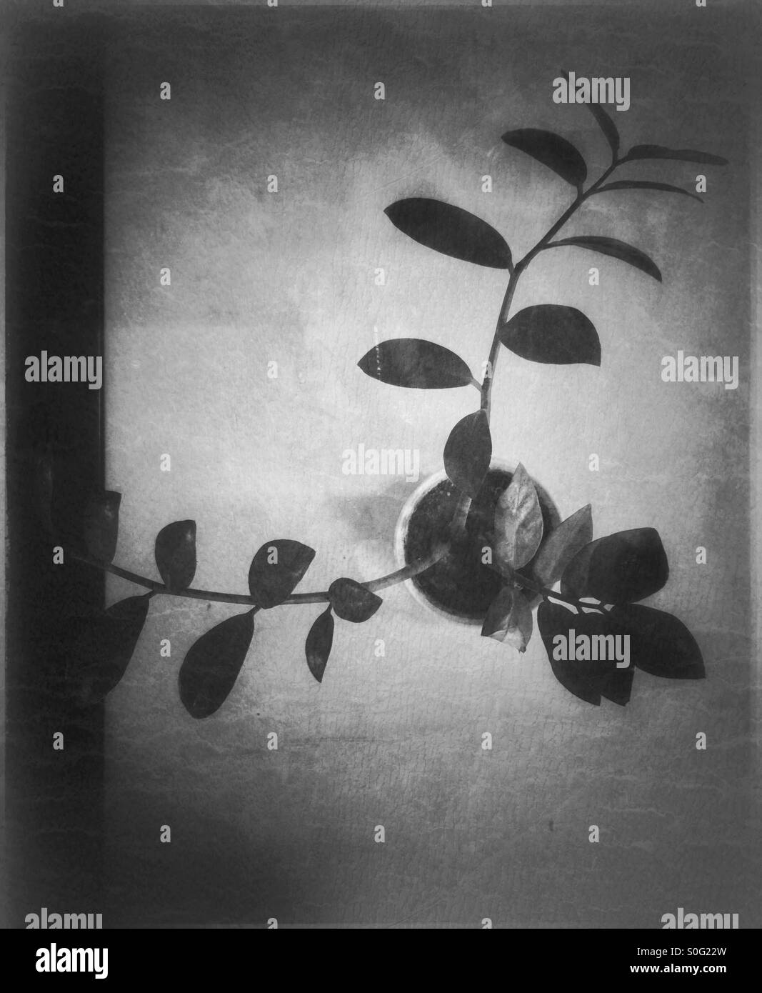 Black And White chinesische grüne Pflanze auf einem Tisch. - Smartphone-aufgenommenes Stockfoto