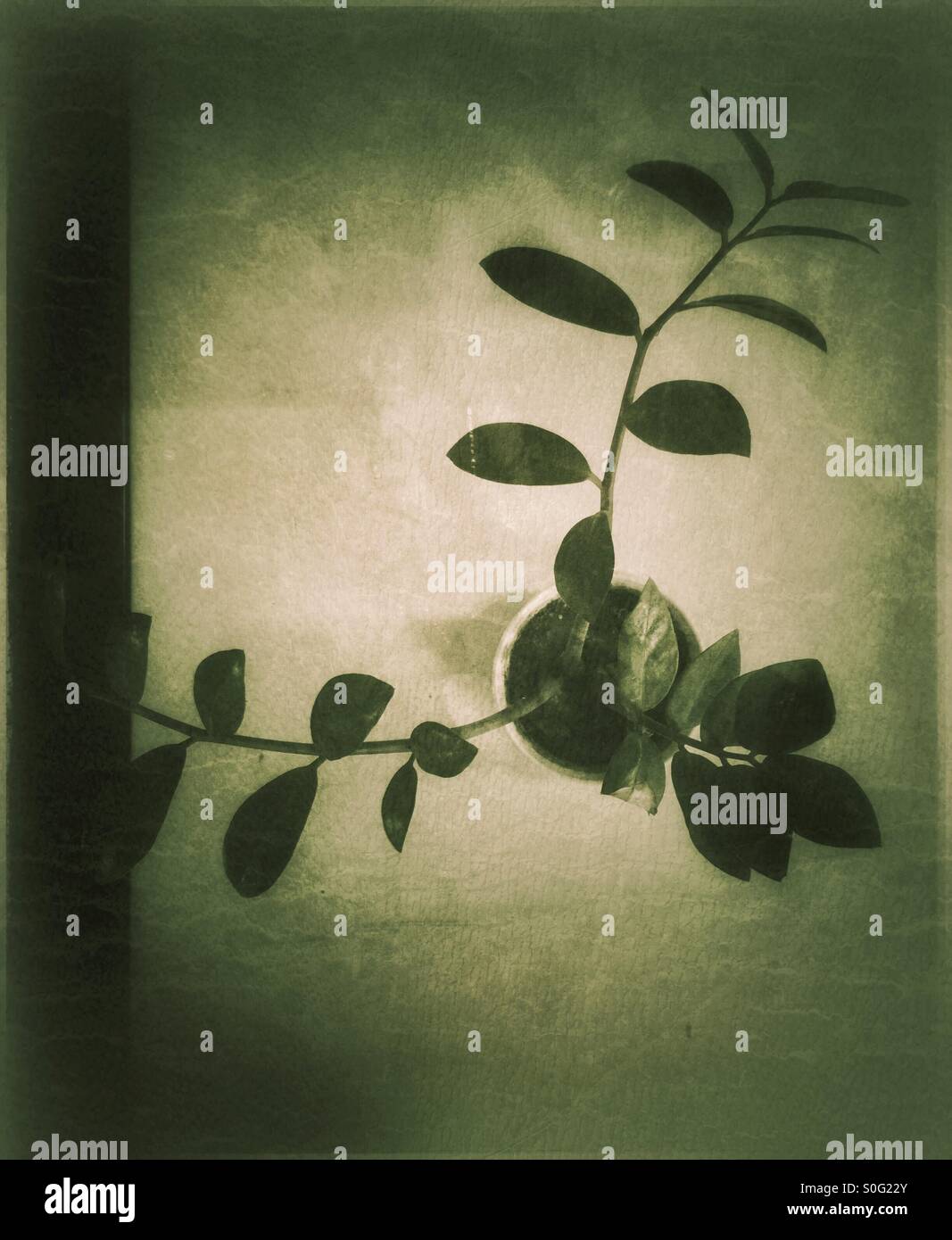 Grüne Pflanze auf einem Tisch. - Smartphone-aufgenommenes Stockfoto