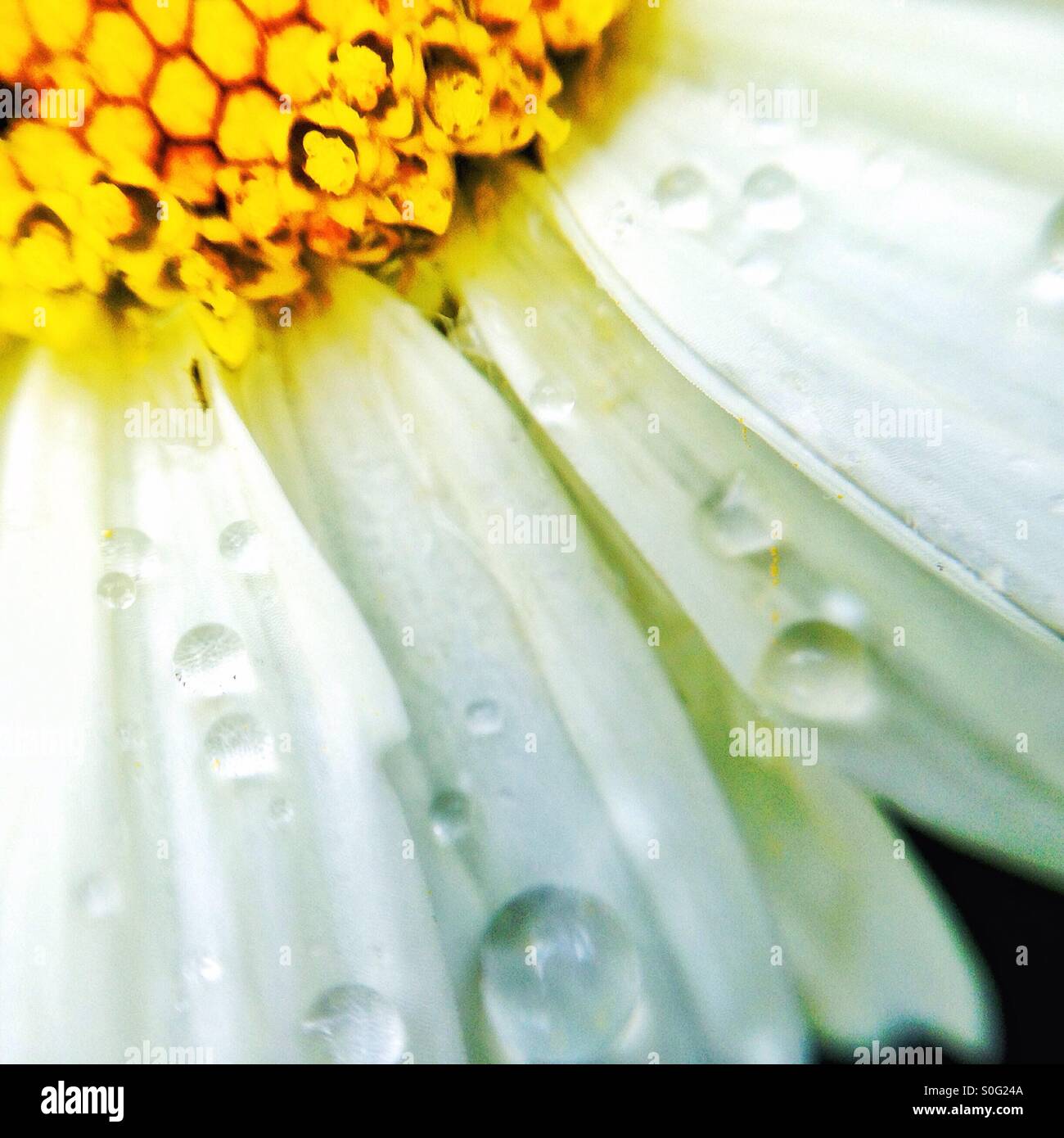 Soft-Fokus Daisy - Smartphone-aufgenommenes Stockfoto