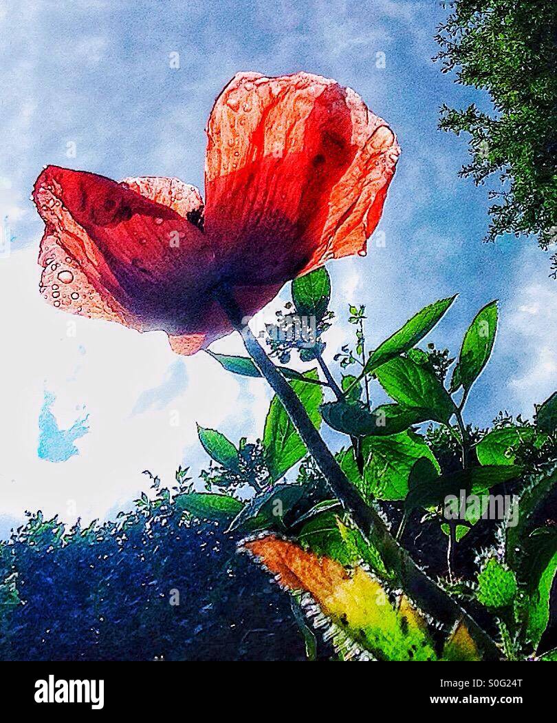 Verblasste Mohn nach dem Regen. - Smartphone-aufgenommenes Stockfoto