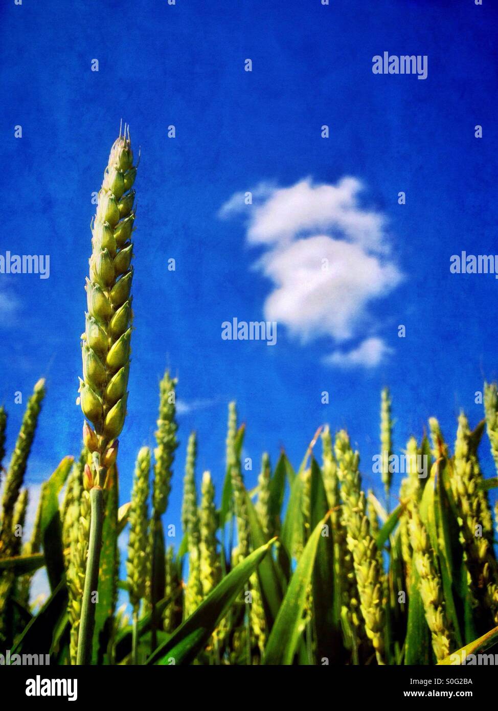 Reifende Ähre gegen blauen Himmel - Smartphone-aufgenommenes Stockfoto