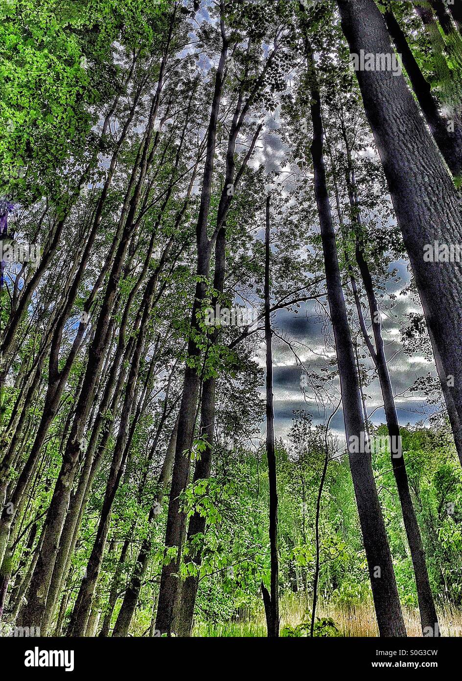 Hohe Bäume Strecken nach oben in den dunklen Wald. Stockfoto