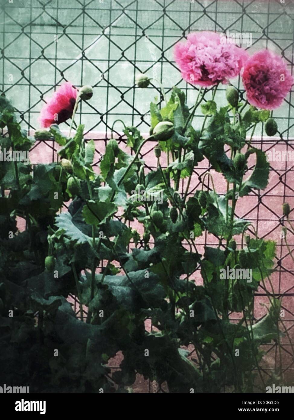 Rosa Mohn Blume Pflanze Stockfoto