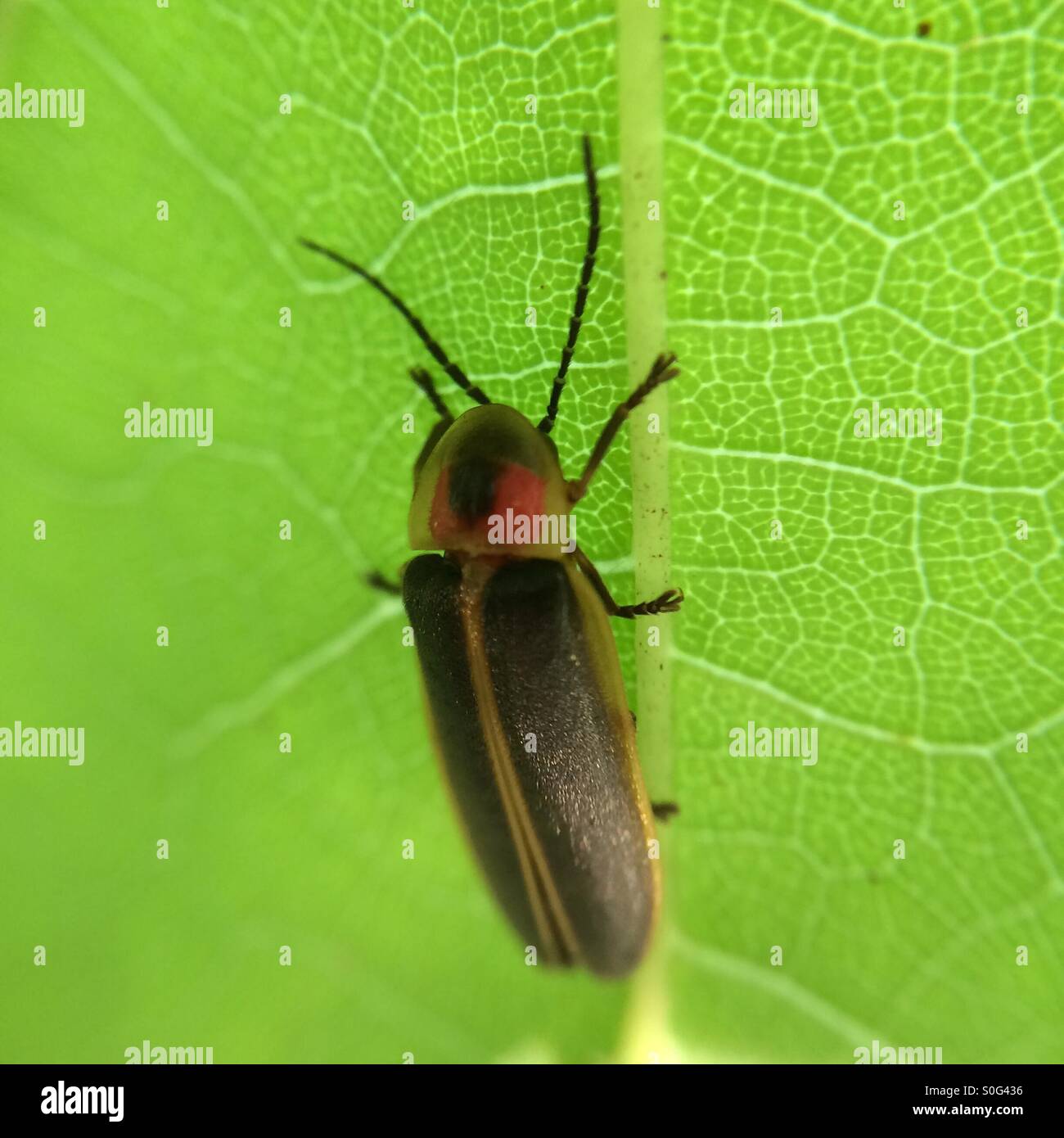 Glühwürmchen auf der Unterseite eines Blattes Stockfoto