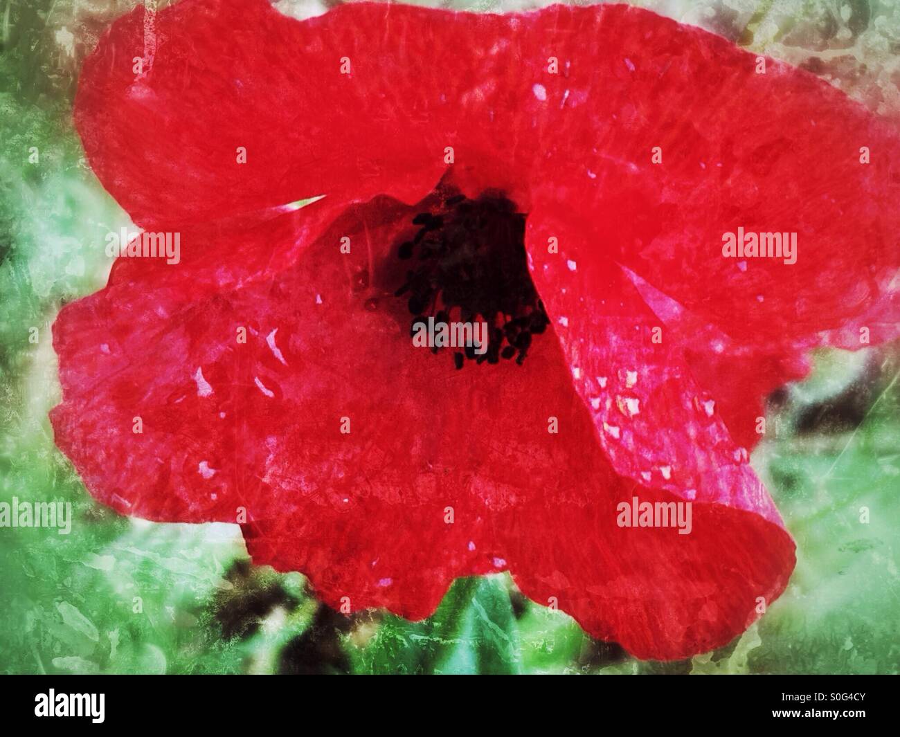 Roter Mohn Blume Stockfoto