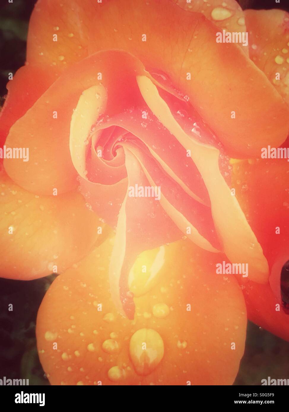 Orange rose mit Regentropfen Stockfoto