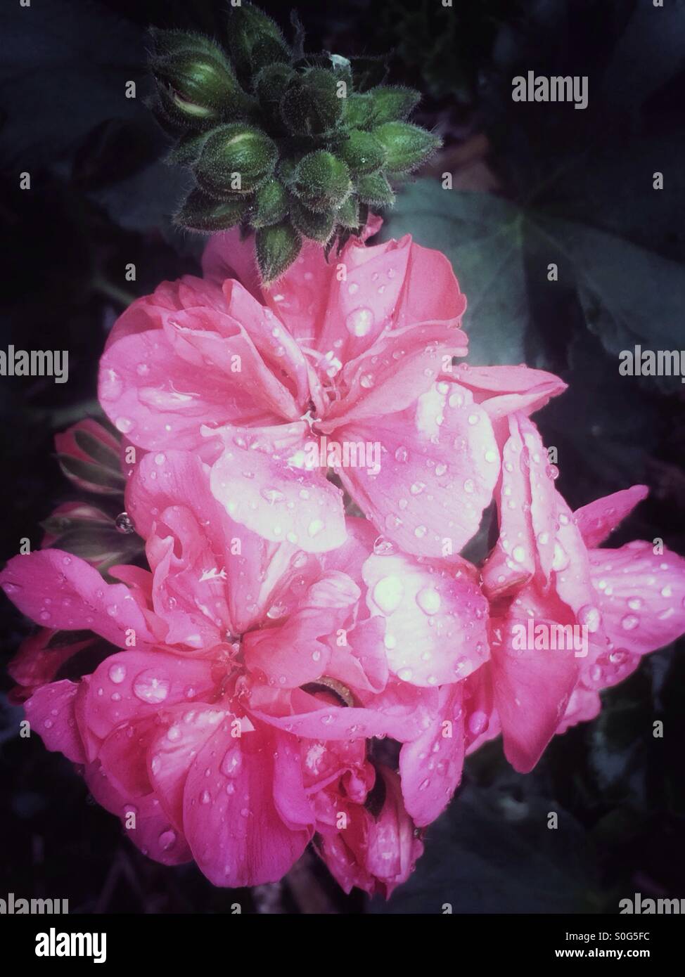 Geranie rosa Blüten Stockfoto