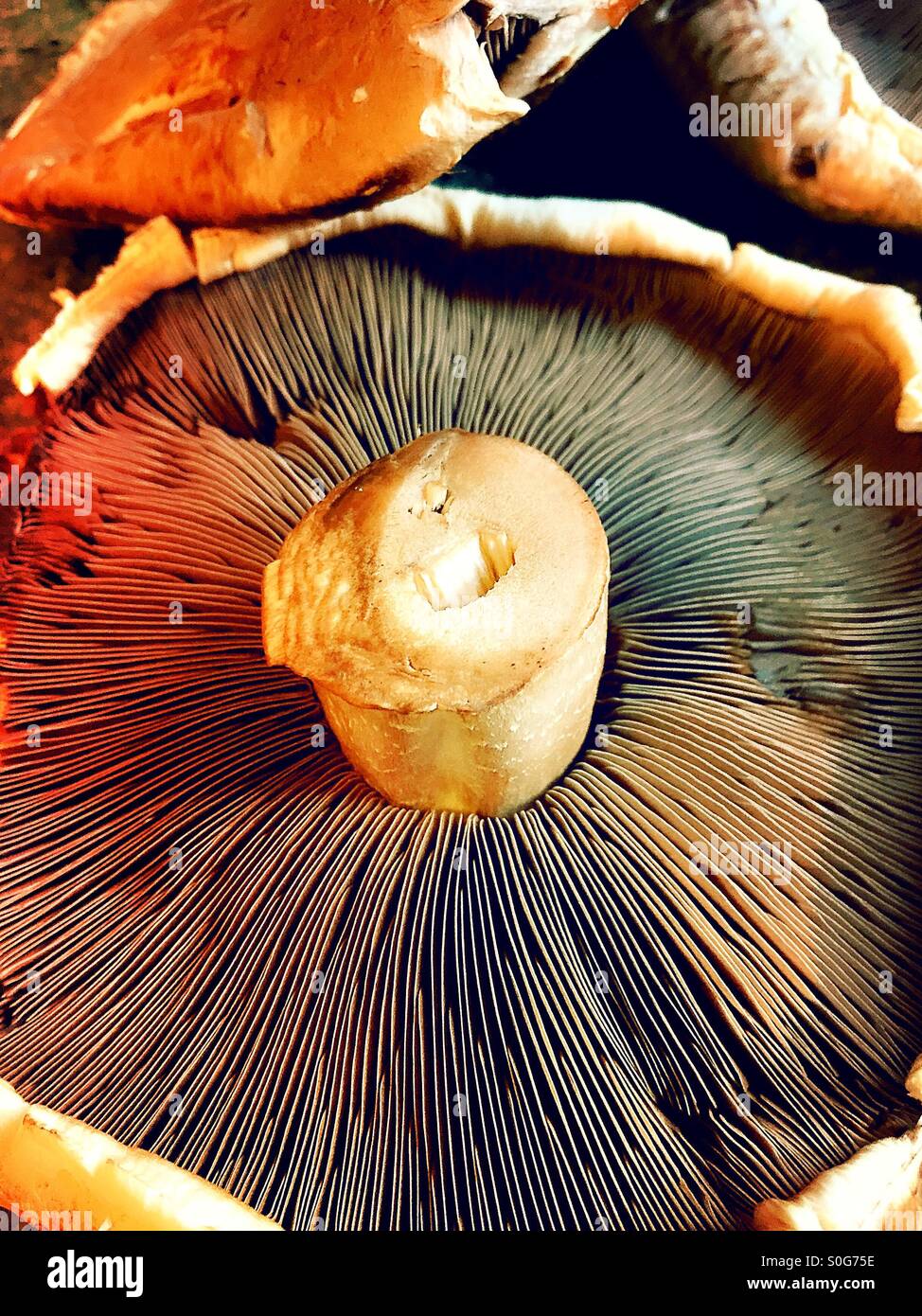 Große frische Portobello mushroom Kappe Stockfoto