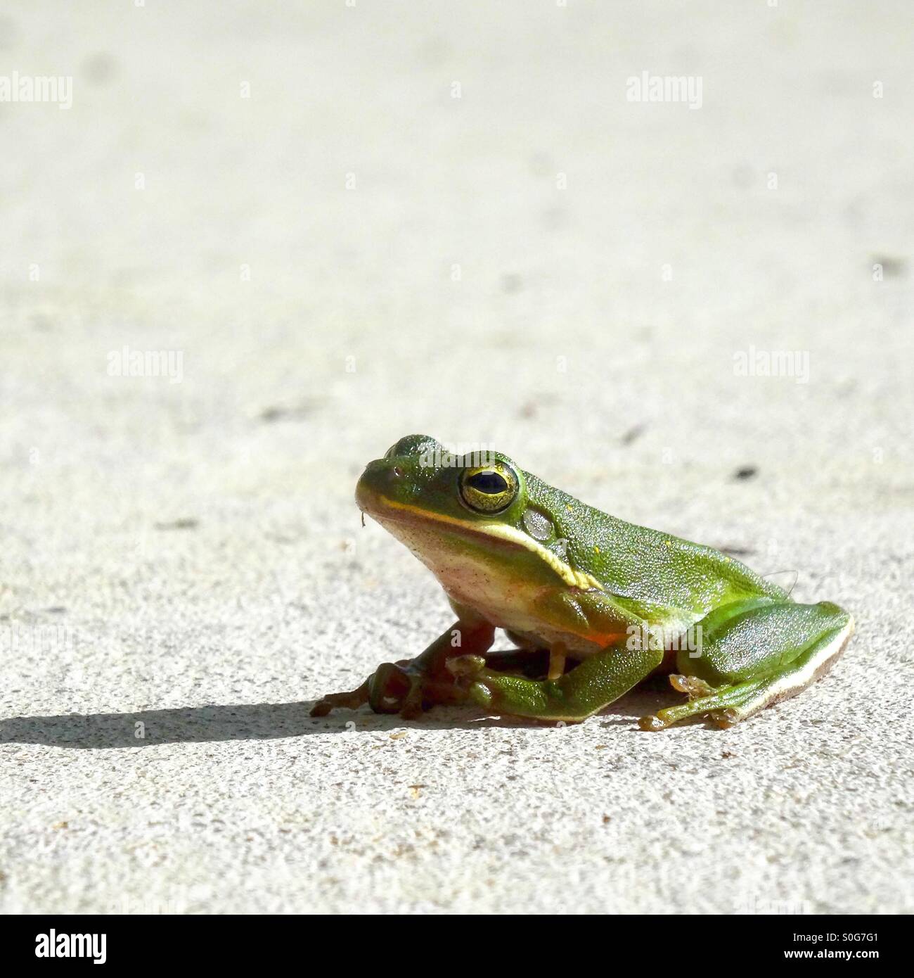 Frosch springt Fotos und Bildmaterial in hoher Auflösung Alamy