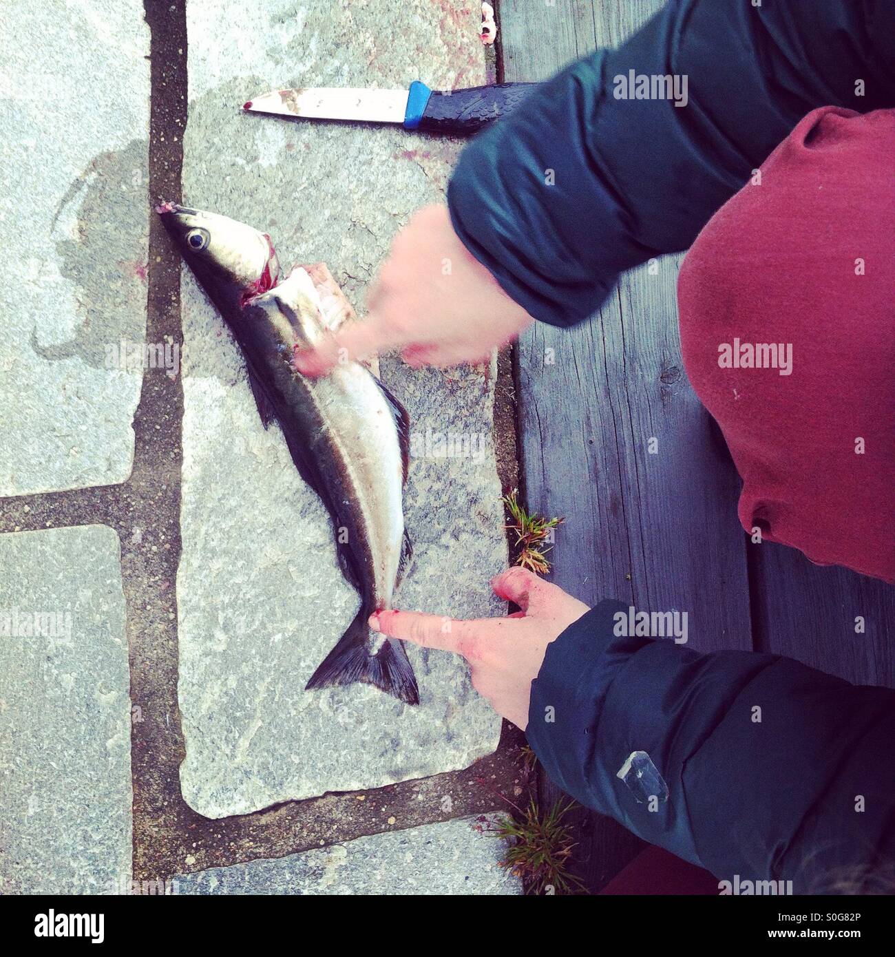 Mädchen zeigt auf Fisch, zeigt, wie man ein Filet ausnehmen. Stockfoto