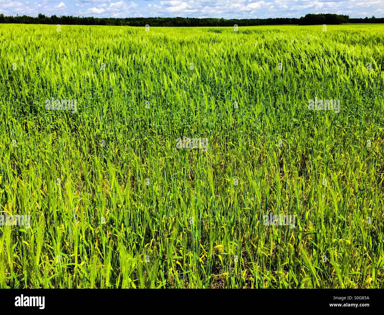 Grünen Weizen - Smartphone-aufgenommenes Stockfoto