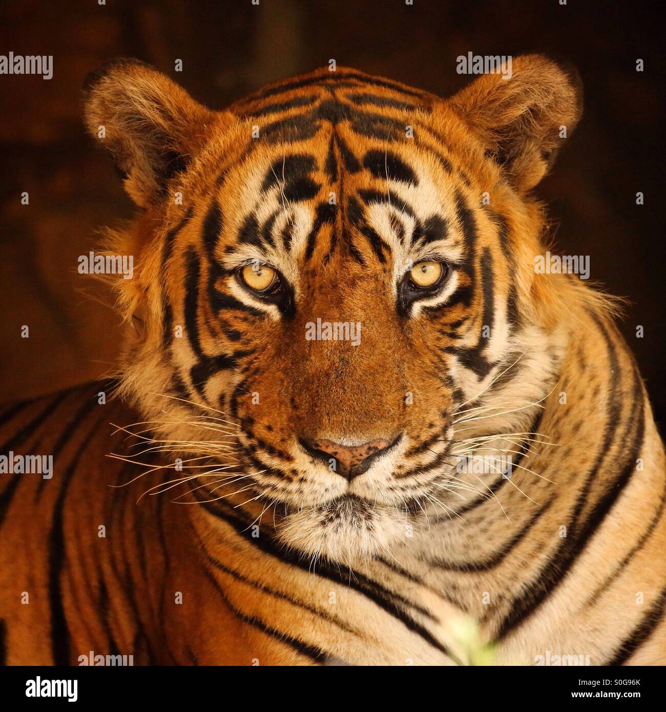 Tiger im Ranthambore Nationalpark, Indien Stockfoto