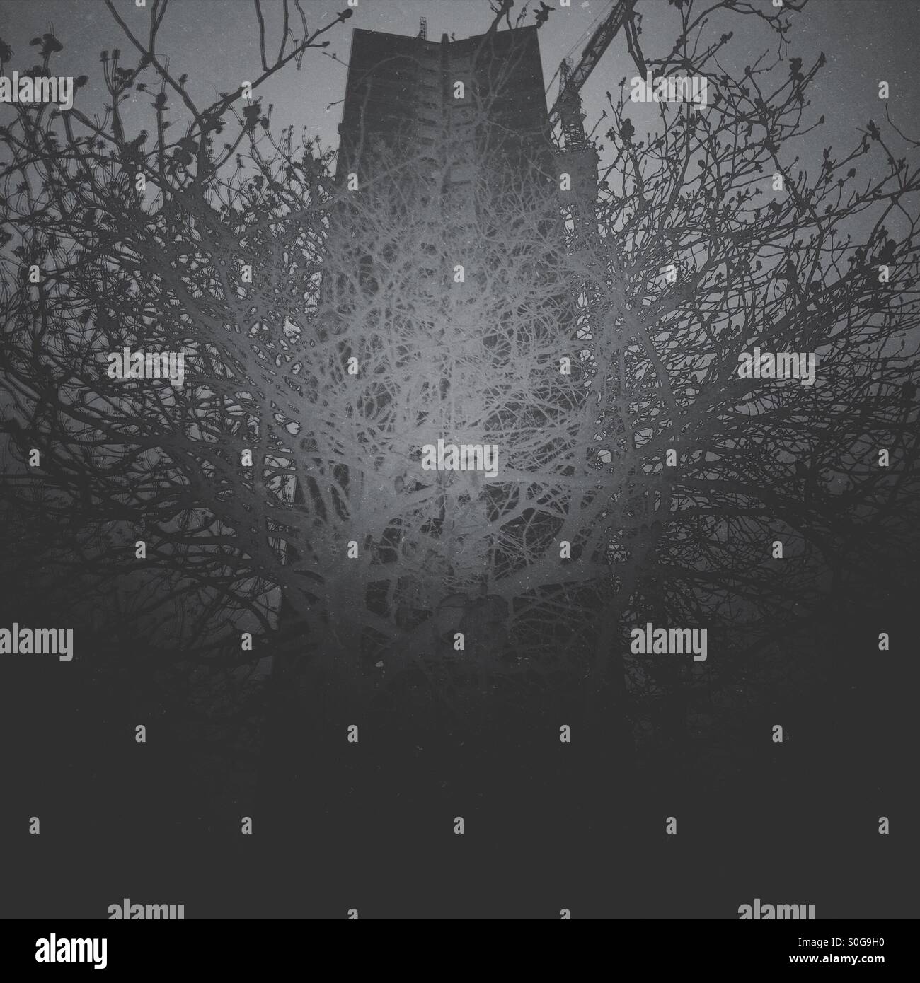 Dunkle Baum steigt mit dunklen Bürogebäude Stockfoto