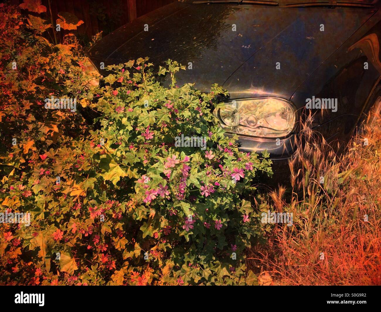 Verlassenes Auto teilweise verdeckt durch Rasen und Unkraut - Smartphone-aufgenommenes Stockfoto