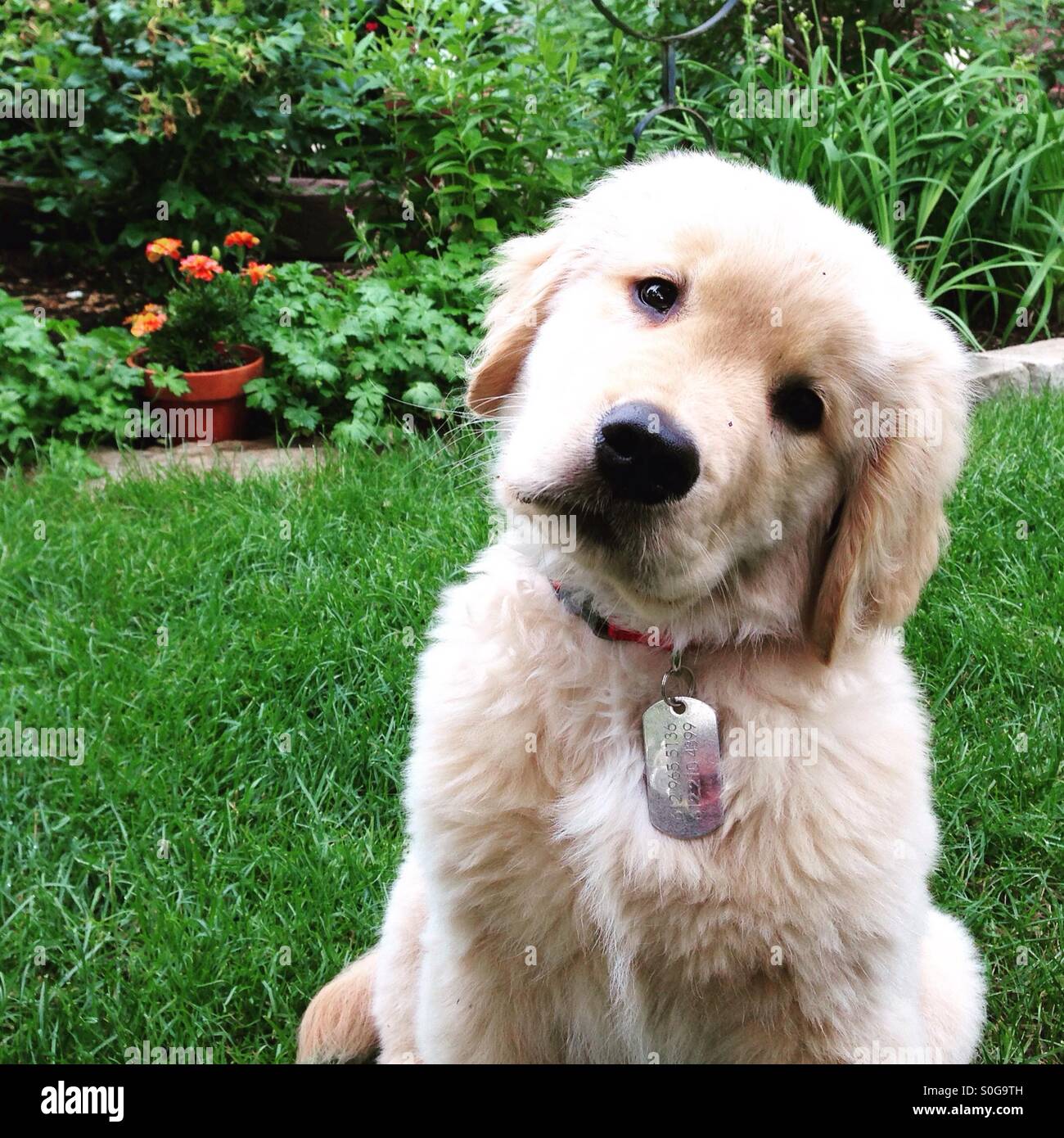 Golden Retriever Welpe suchen verwirrt Stockfoto