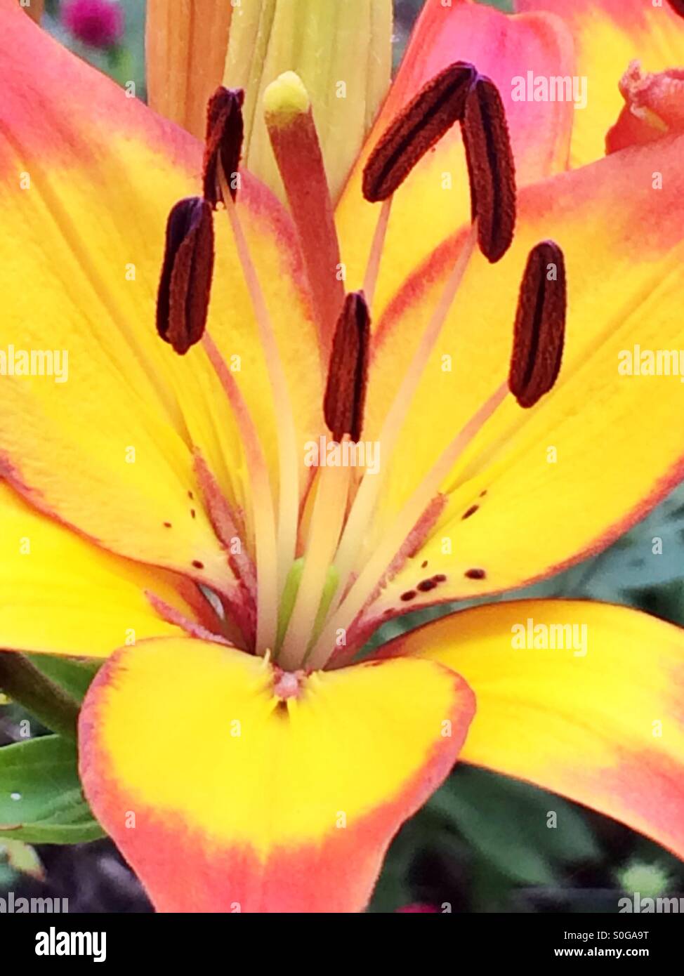 Gelb orange Lilie Blume Stockfoto