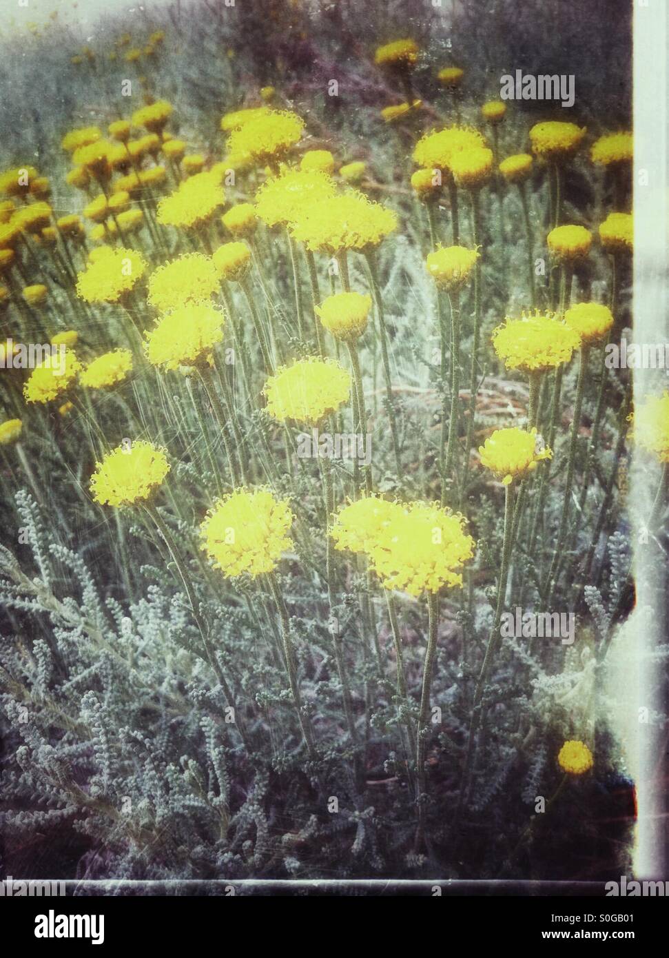 Baumwolle Lavendelgelb Blüten im Sommer England Großbritannien Großbritannien Großbritannien Großbritannien Großbritannien Großbritannien Großbritannien Großbritannien Großbritannien - Smartphone-aufgenommenes Stockfoto