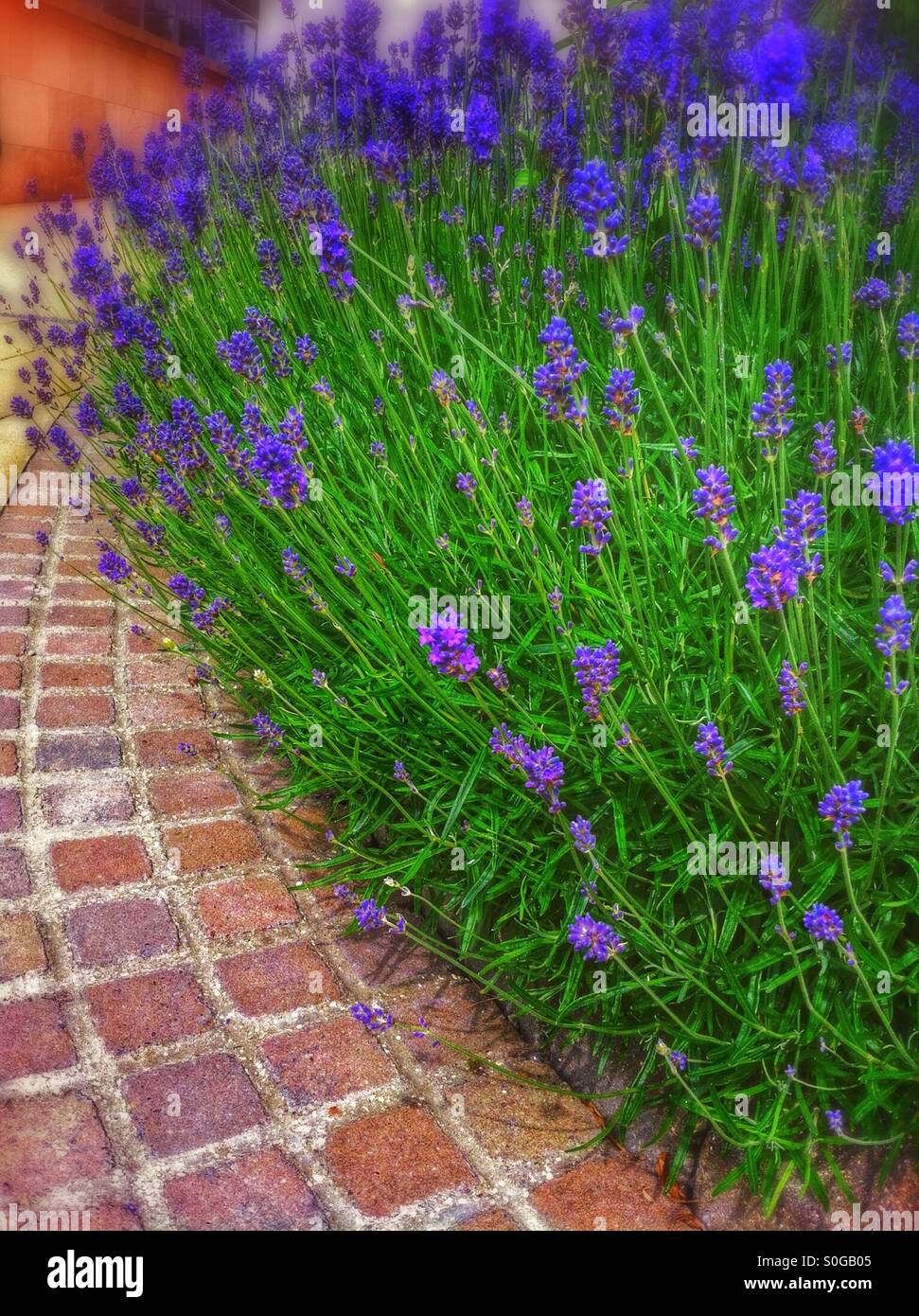 Lavendel lavandula blüht im Sommer England Vereinigtes Königreich Großbritannien Großbritannien Großbritannien Großbritannien Großbritannien - Smartphone-aufgenommenes Stockfoto