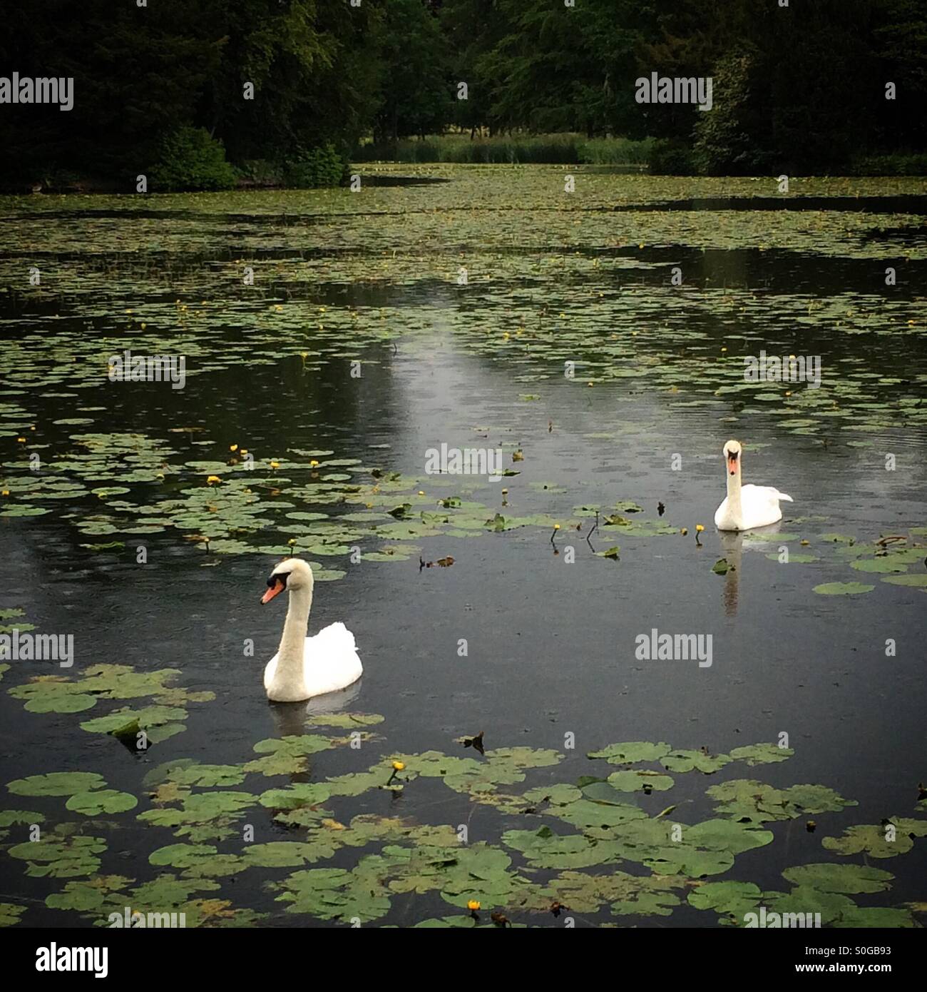 Schwäne gleiten auf einem See von Seerosen im Regen Stockfoto