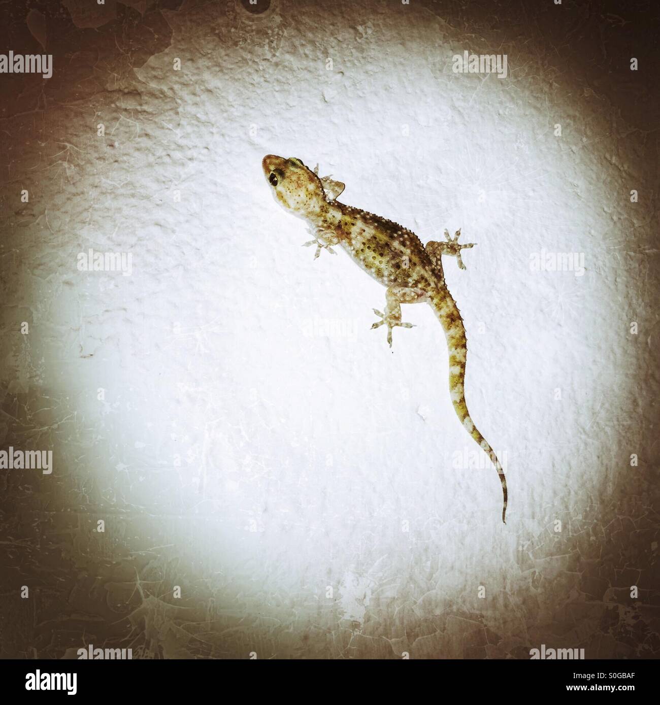 Gecko - Smartphone-aufgenommenes Stockfoto