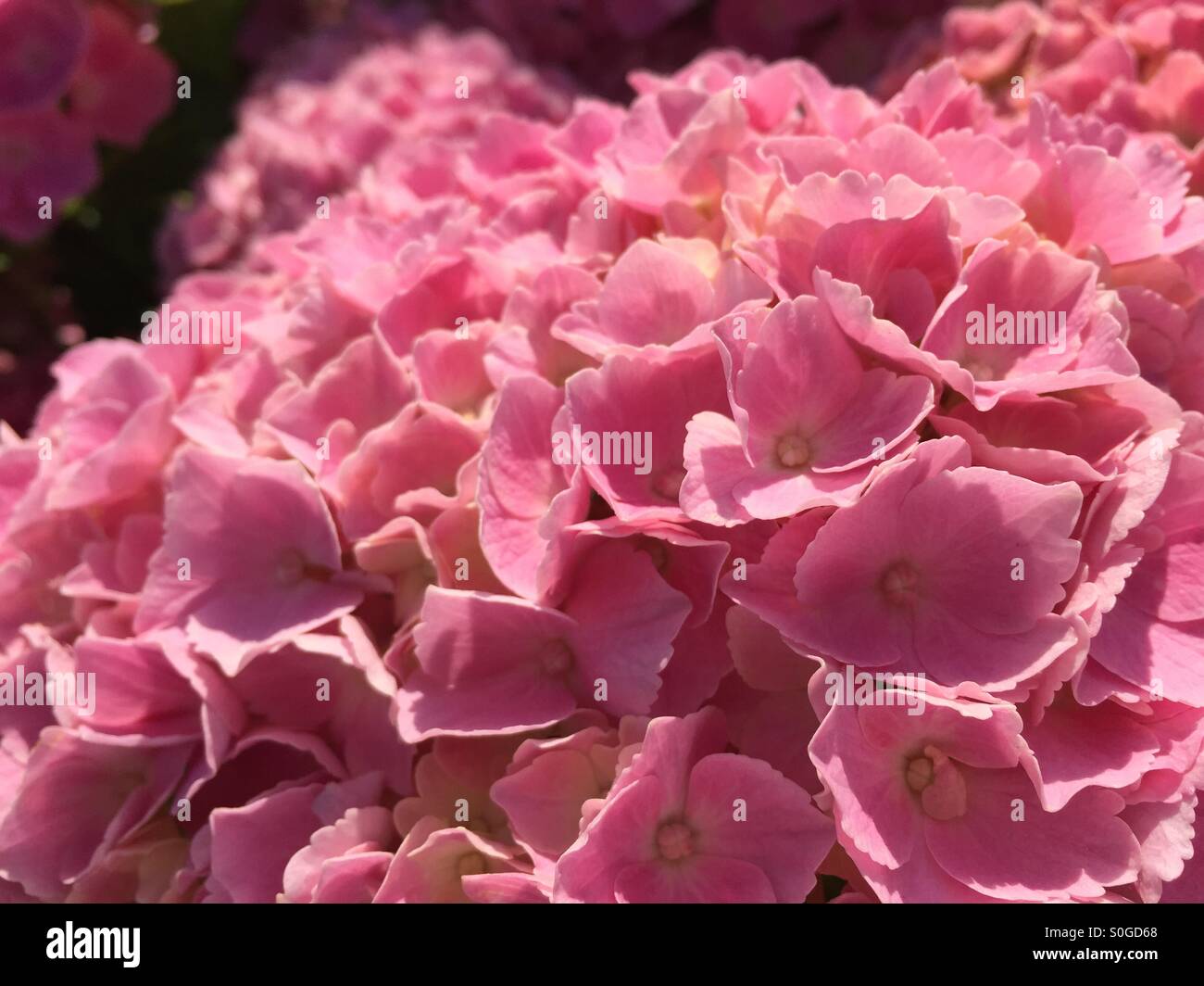 Nahaufnahme von Rosa Hortensie Blumen wachsen in einem irischen Garten Stockfoto