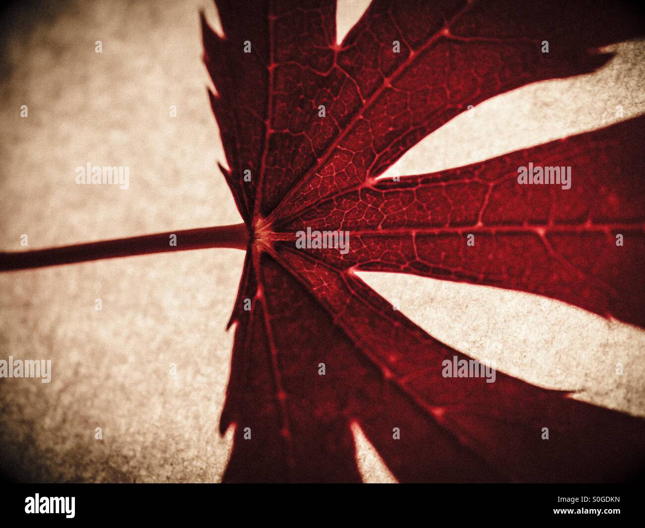 Hintergrundbeleuchtung Acer Blatt Stockfoto