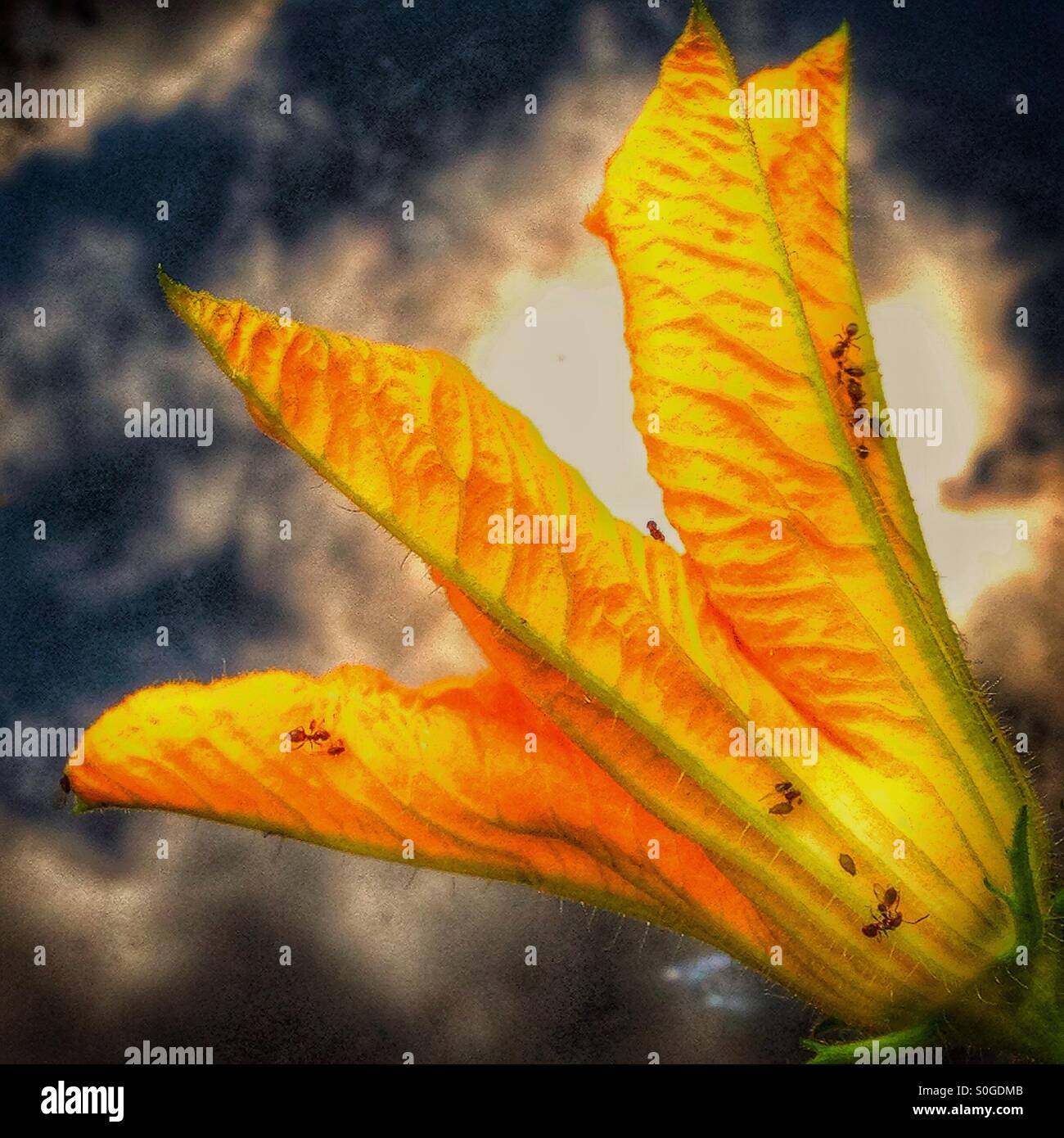 Schädlinge auf eine Zucchini Blume. - Smartphone-aufgenommenes Stockfoto