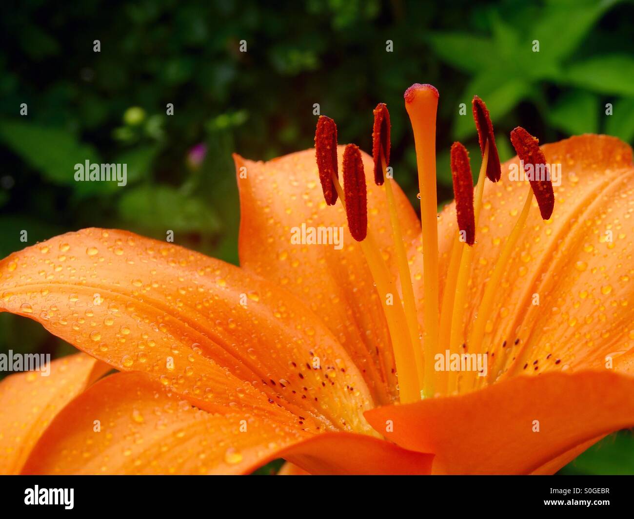 Blume-Stempel Stockfoto