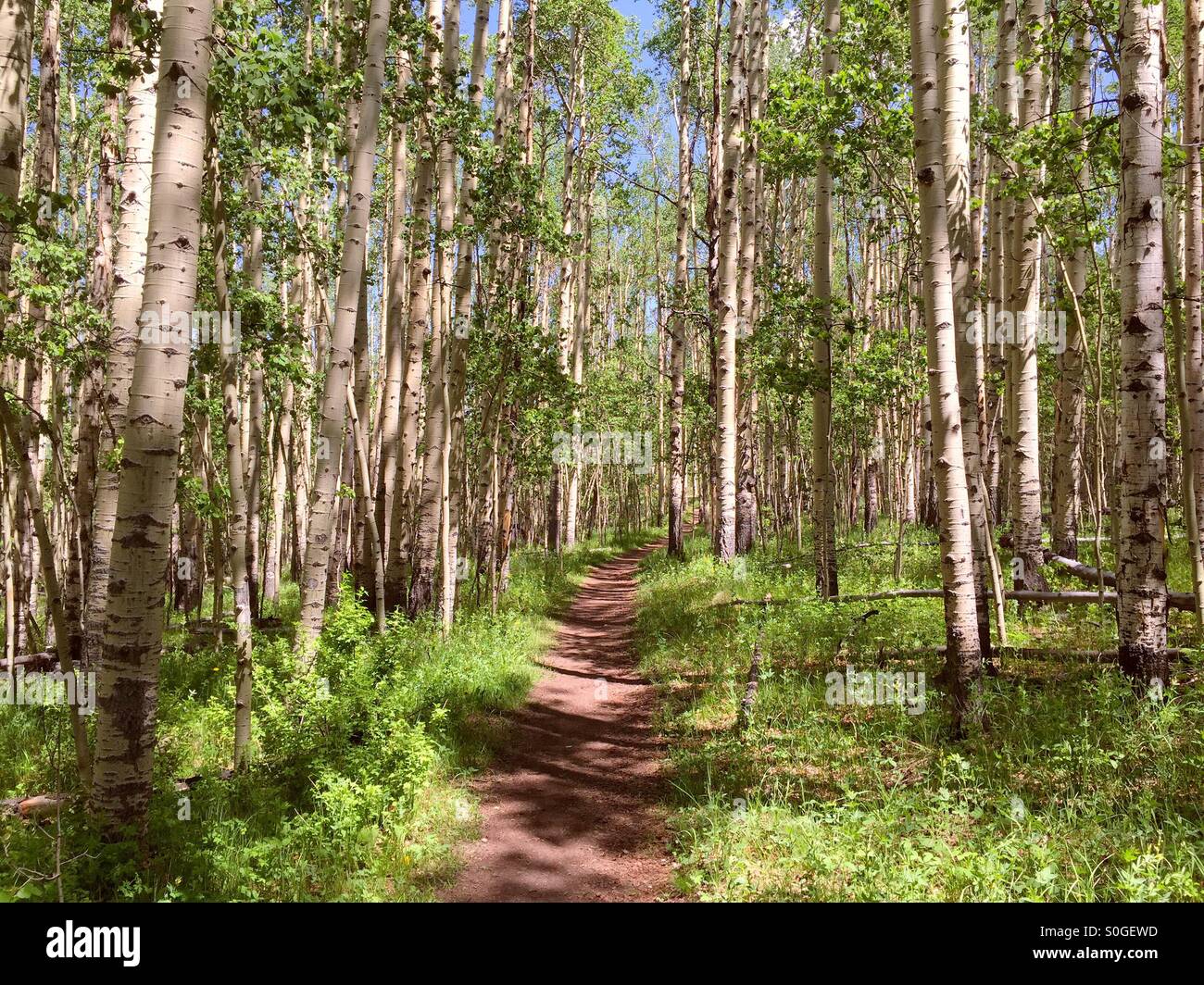 Aspen Wald Stockfoto