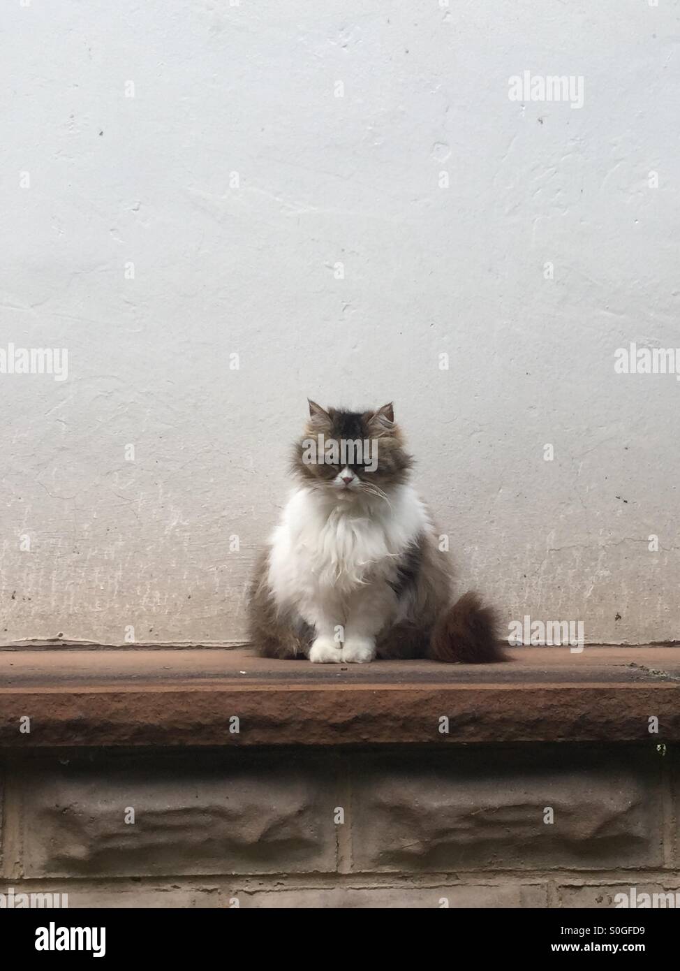 Kitty Katze Stockfoto