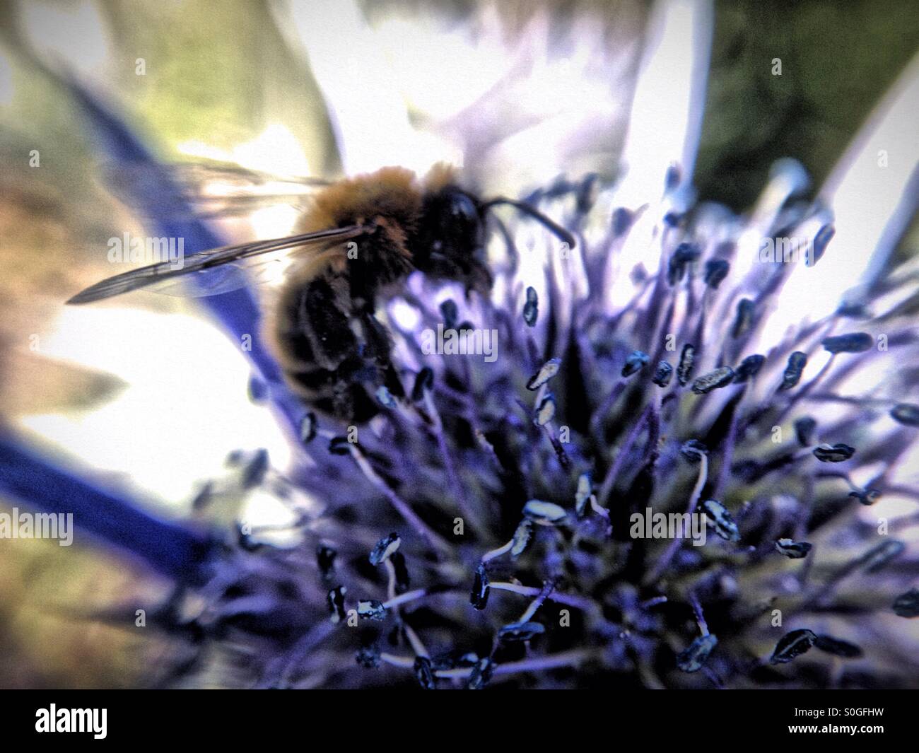 Biene bestäubende Meer holly - Smartphone-aufgenommenes Stockfoto