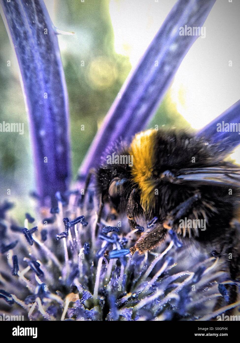 Biene bestäubende Meer holly - Smartphone-aufgenommenes Stockfoto