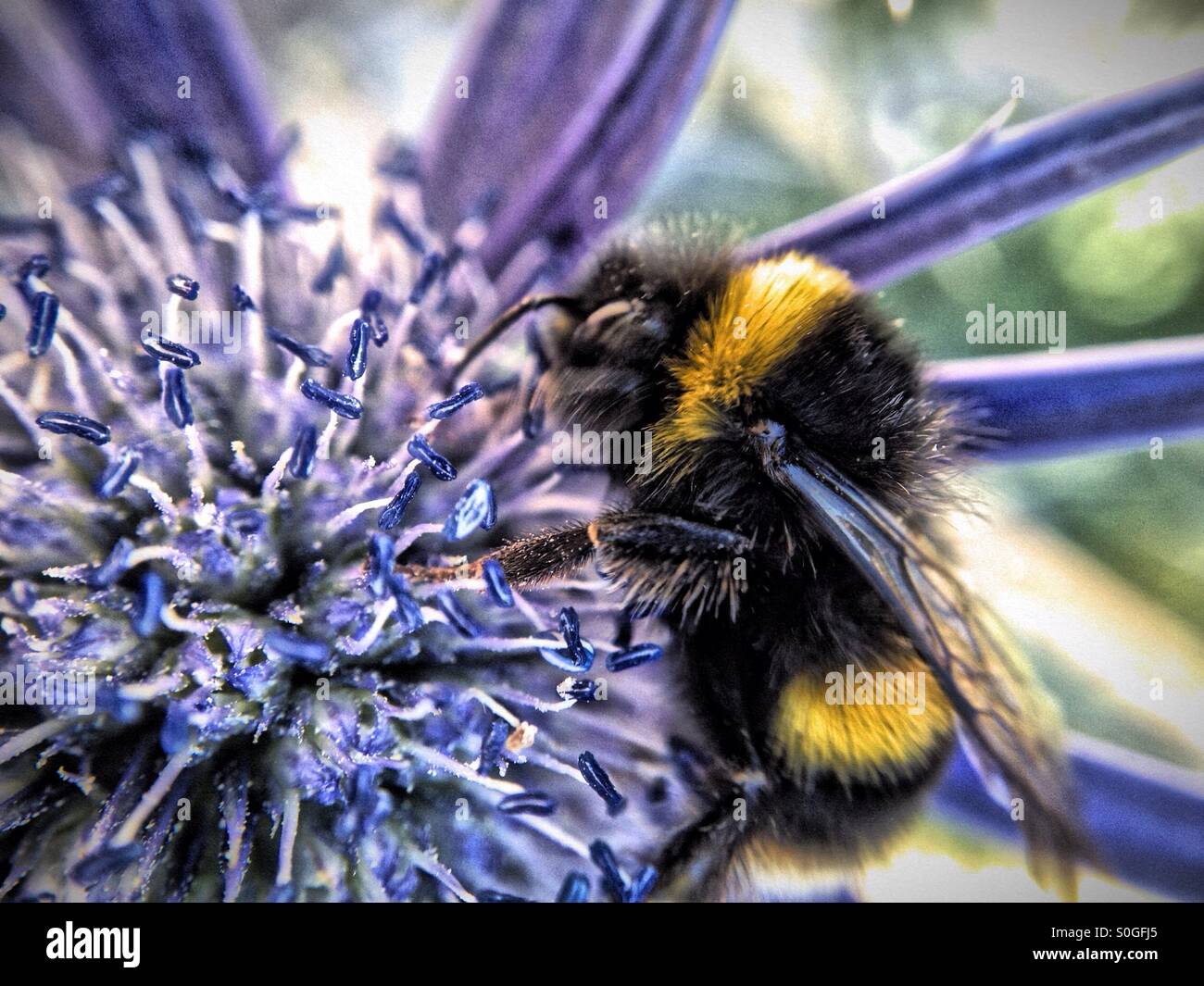 Biene bestäubende Meer holly - Smartphone-aufgenommenes Stockfoto