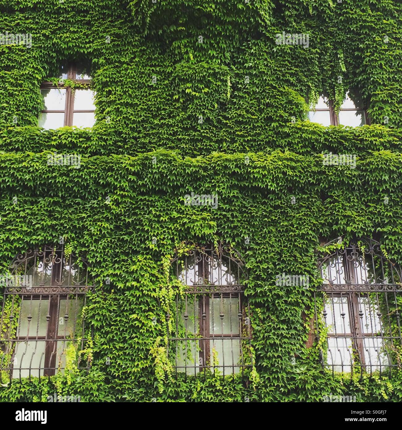 Detail des Nationalmuseums in Breslau, Polen, mit seiner Fassade mit Efeu bedeckt. Stockfoto