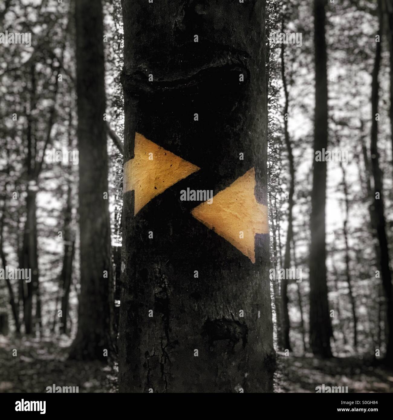 Hier lang! Nein, auf diese Weise! Einander widersprechende Pfeile auf einem Baum im Wald Stockfoto
