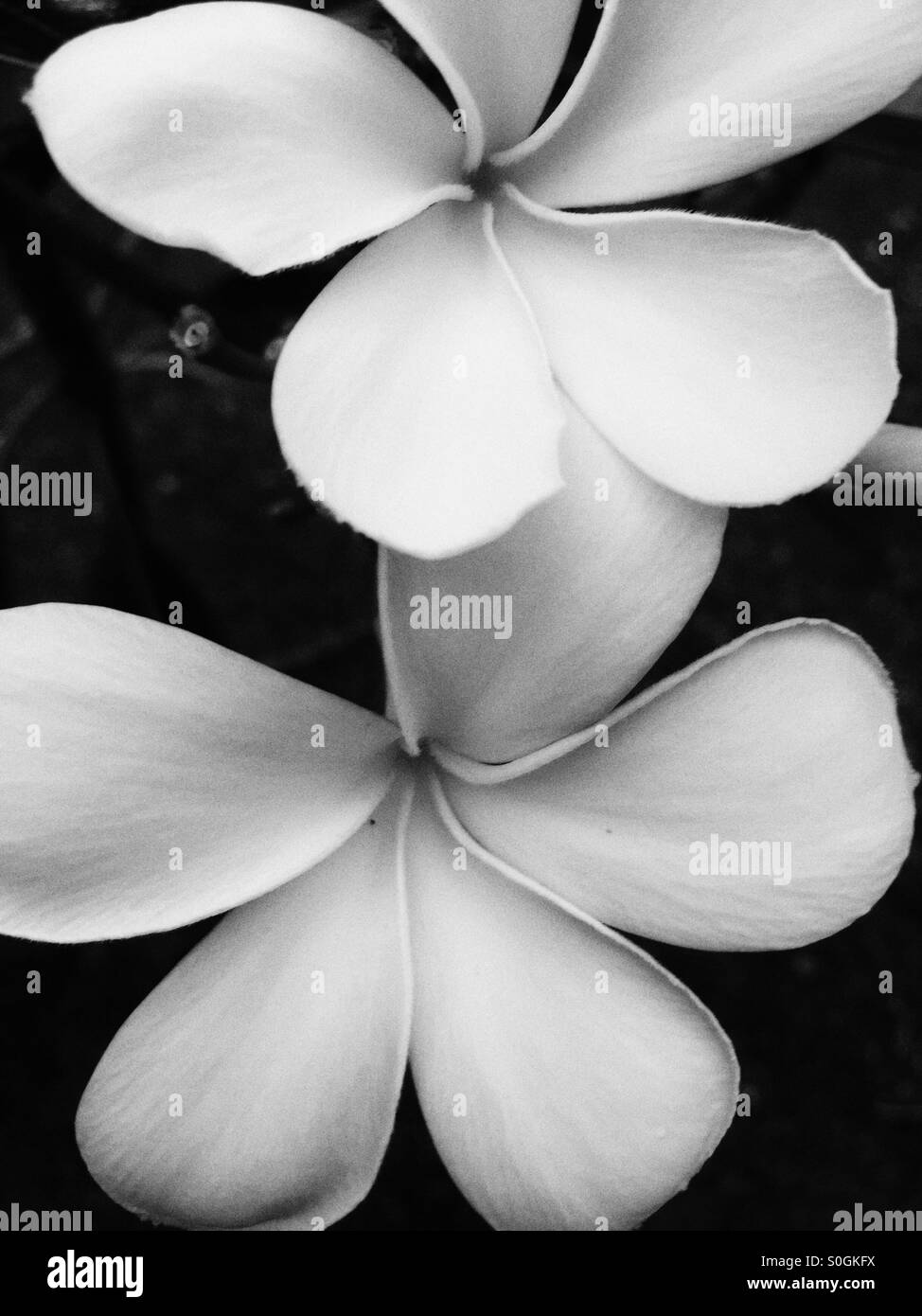 Strand-Blume in schwarz und weiß. - Smartphone-aufgenommenes Stockfoto