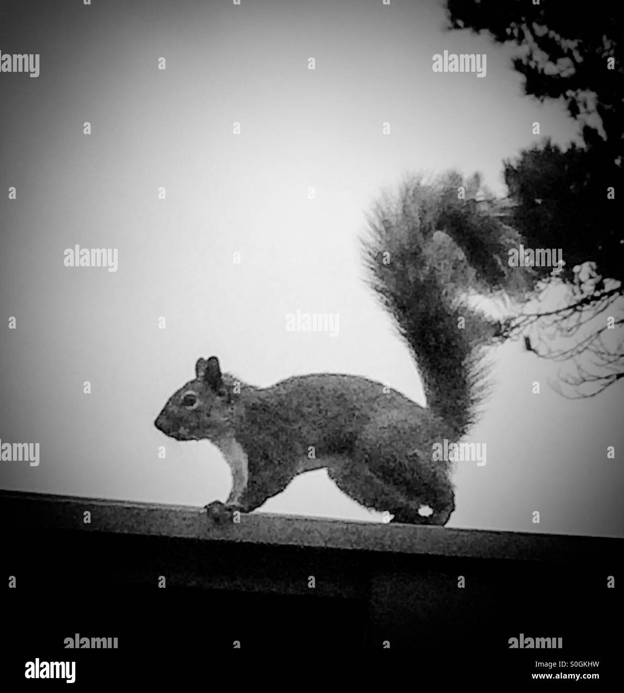 Eichhörnchen Sie in schwarz / weiß Stockfoto