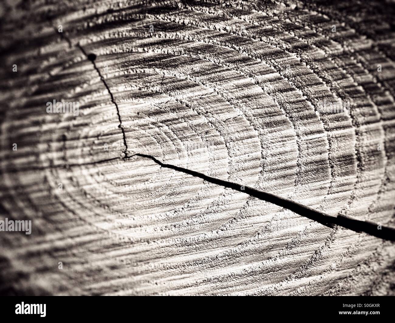 Baum-Korn - Smartphone-aufgenommenes Stockfoto