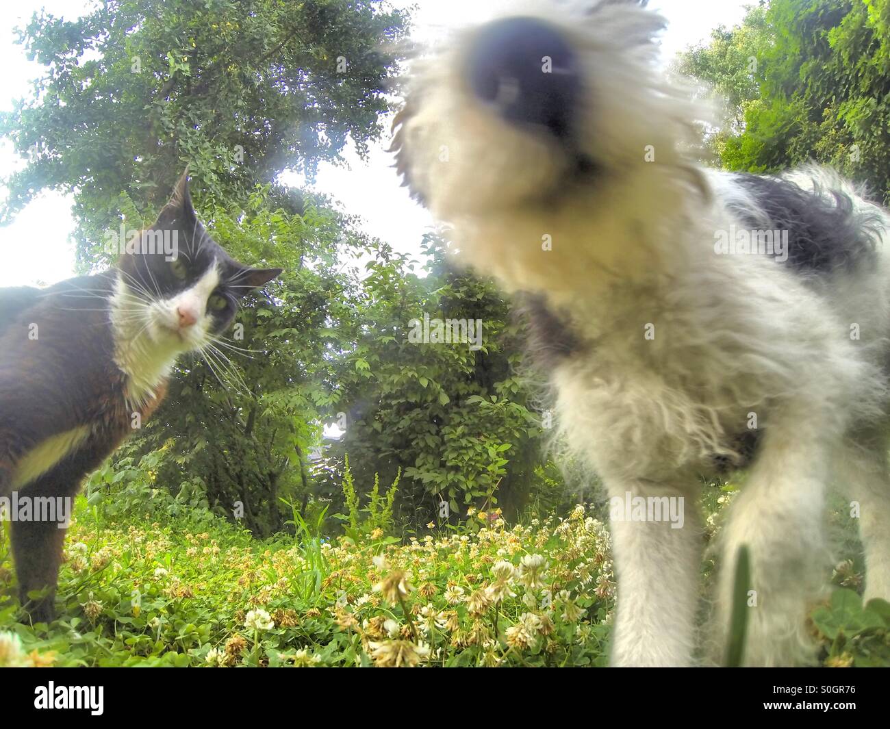 Lustige niedrigwinklige Aufnahme einer Katze und eines Wire-Fox-Terriers, die im Garten die Kamera beschnuppern - Smartphone-aufgenommenes Stockfoto