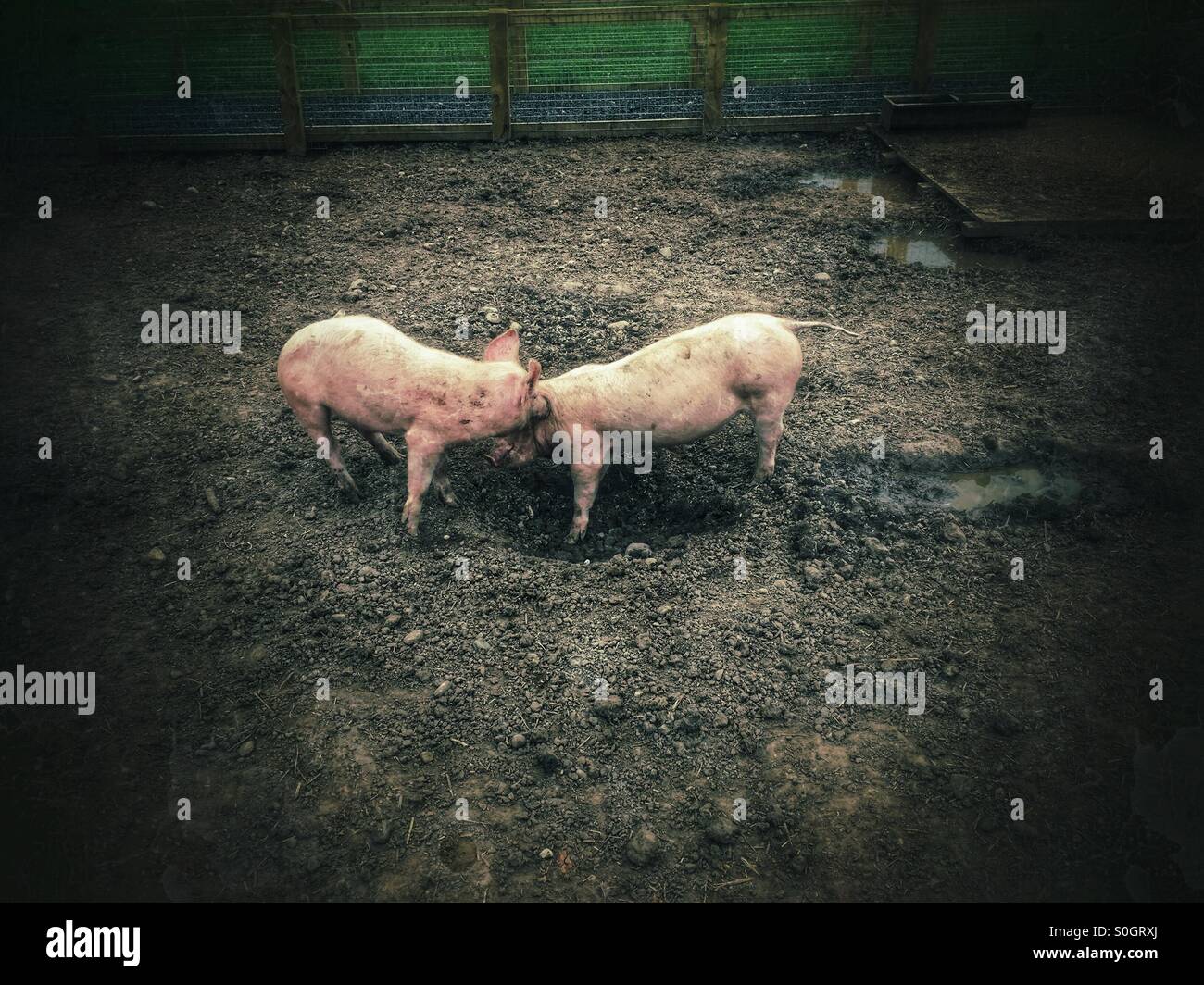 Zwei Schweine - Smartphone-aufgenommenes Stockfoto