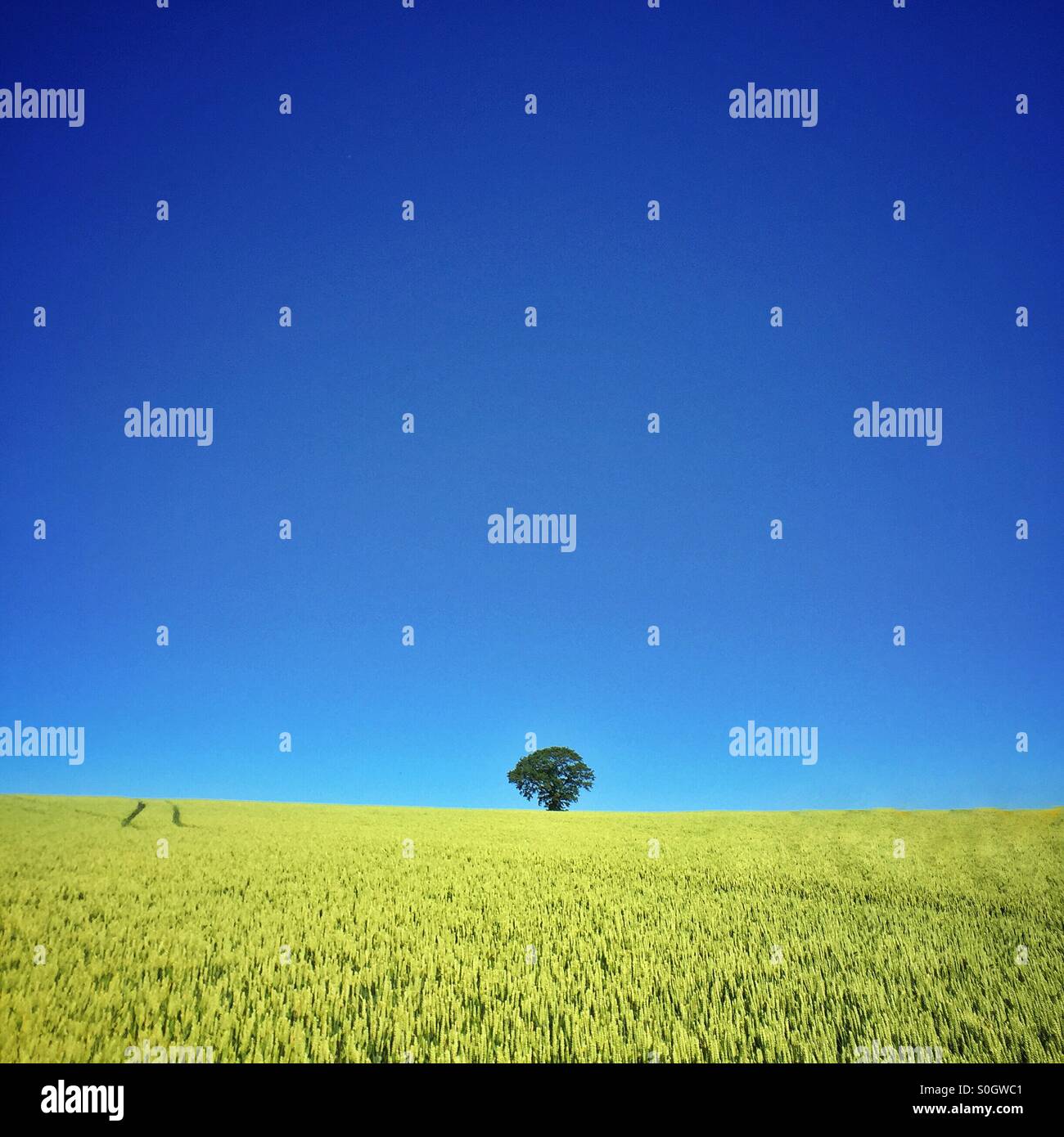 Weizenfeld und Baum. - Smartphone-aufgenommenes Stockfoto