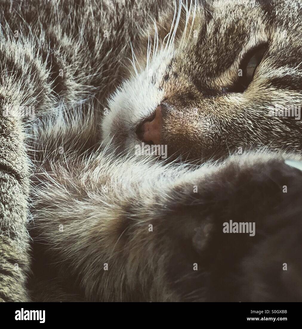 Porträt einer müden verschlafenen Hauskatze mit halb geschlossenen Augen, Haustierfotografie im Haus. Stockfoto